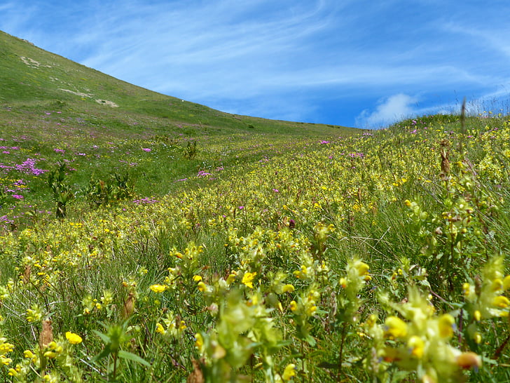 androsace raslende pot, blomster, gul, Mountain meadow, ENG, græsklædt skråning, flower meadow