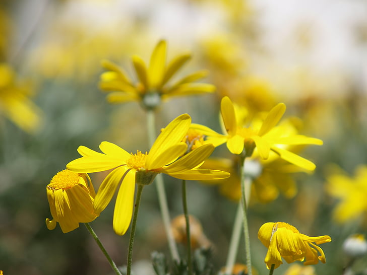 flowers, plants, nature, green, spring