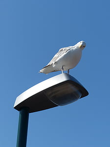 seagull, curious, water bird, langeoog, east frisia, island, coast