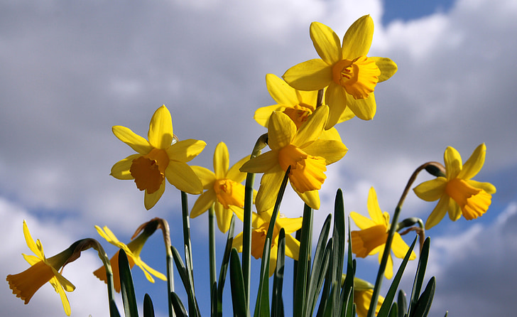 Narcissus, Ilmastointi, kevään
