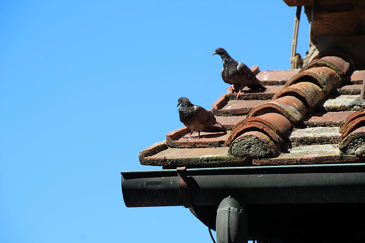 chim bồ câu, chim bồ câu, mái nhà