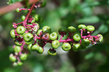 baies de Phytolacca vert, petits fruits, phytolaque, plante, vert, nature, poison
