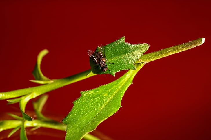 fly, insect, wing, leaf, nature, green, red