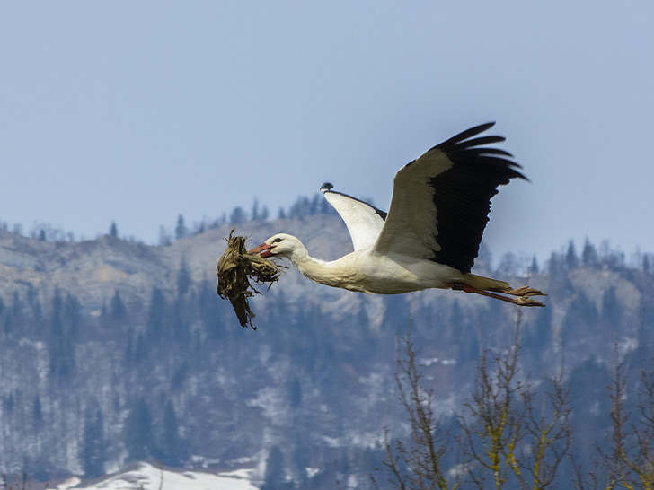 stork, nest building, nesting material, rattle stork