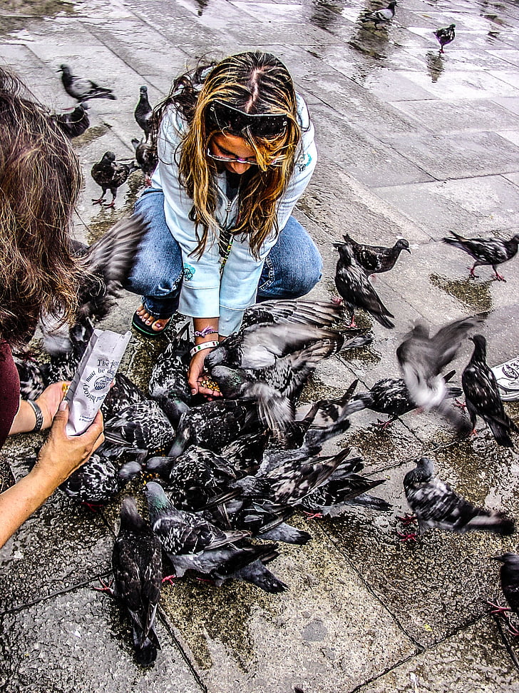 pigeons, venice, venezia, birds, feed, tourist, italy