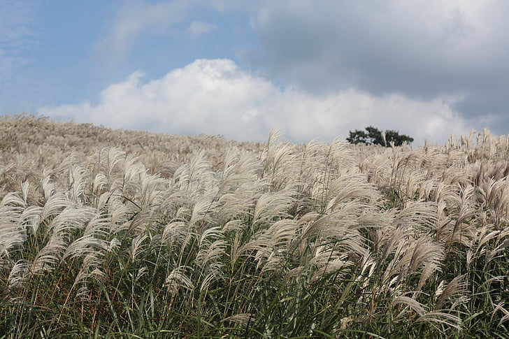 Reed, otoño, Isla de Jeju, campo, agricultura, nube - cielo, naturaleza