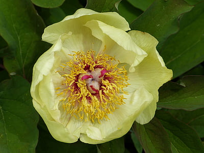 Pfingstrose, gelb, Blume, Natur, Flora, Blüte, Bloom