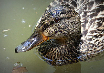 bird, duck, water bird, mallard duck, nature, water surface, pond