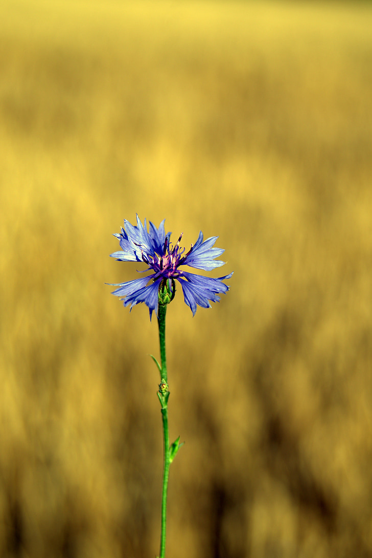 cornflower, flower, blue, plant, wildflowers, wild flowers, nature