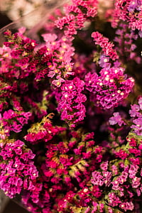 bokeh, Color, colorido, flores, naturaleza, planta, flor