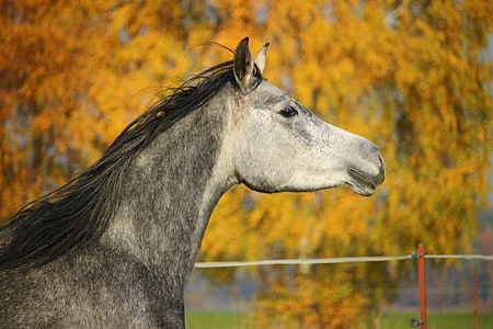 hest, skimmel, Thoroughbred arabiske, hest hoved, efterår, manke, græs