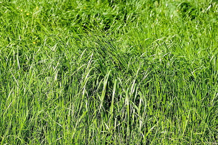 Grass, Wiese, Gräser, Grün, Natur, Frühling