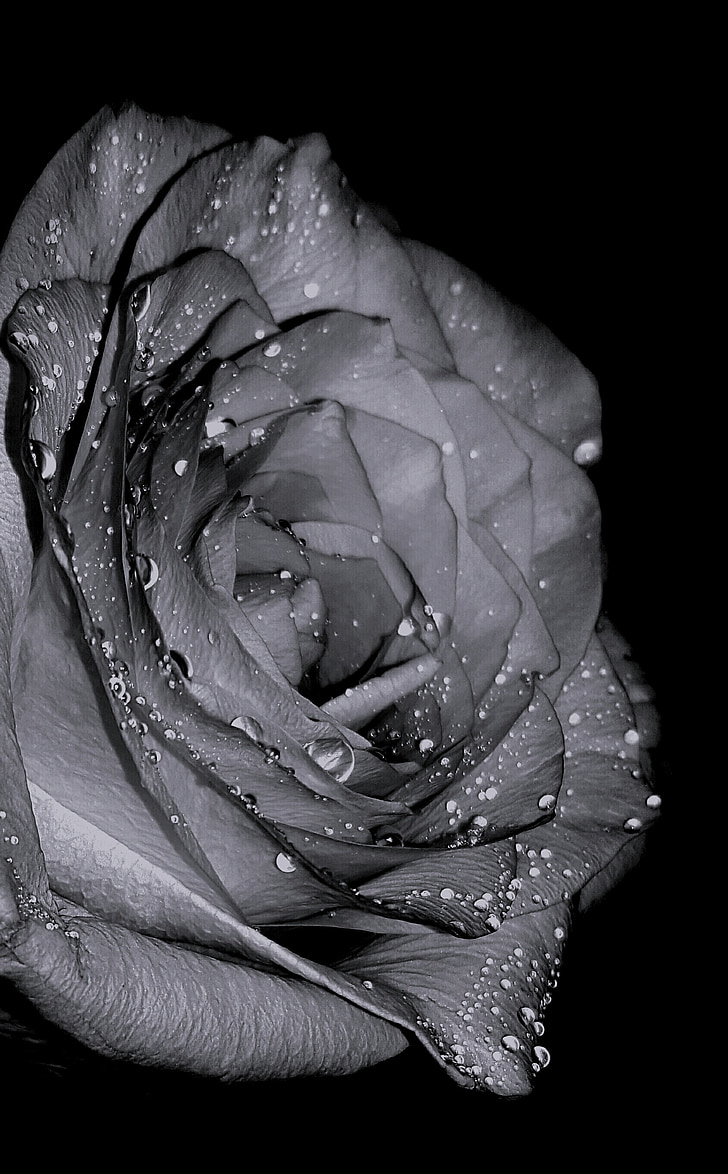 Троянда, Красивий, серце