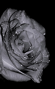 Rózsa, gyönyörű, szív