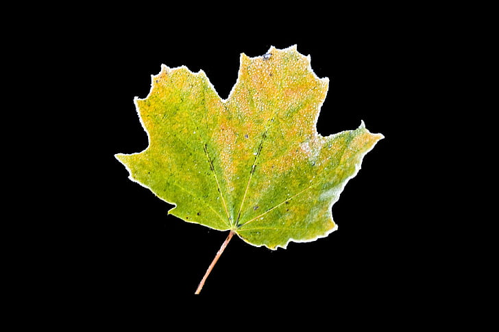 hoarfrost, autumn, leaf, maple, yellow, frozen, frost