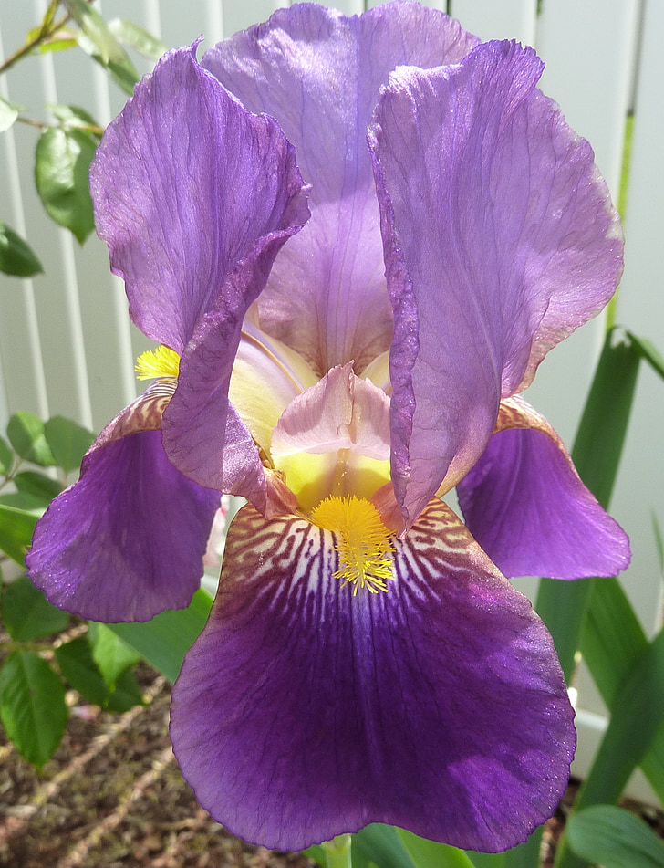 flor, Iris, púrpura, floración, pétalos de, flores, flor
