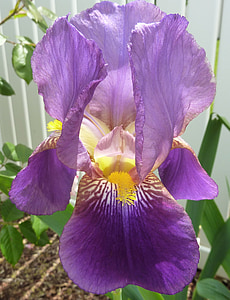 Hoa, Iris, màu tím, nở hoa, cánh hoa, Hoa, Blossom
