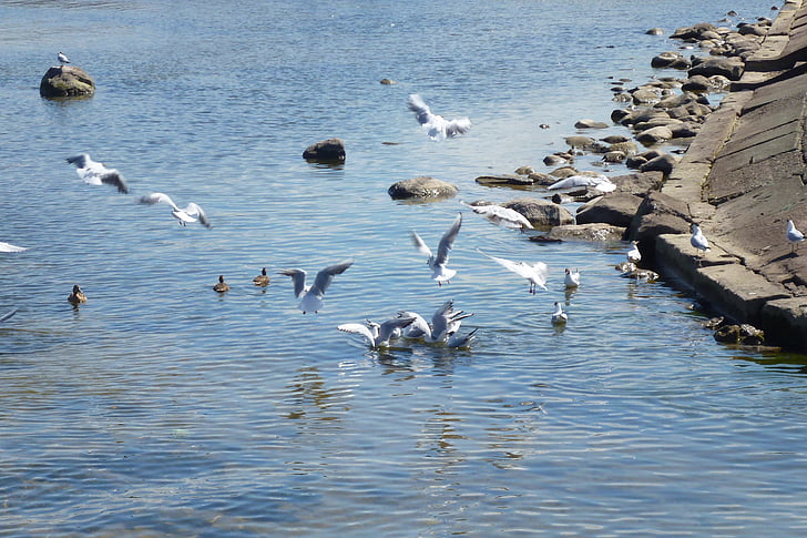 gulls, sea, beach, flight, bird, seagull, port