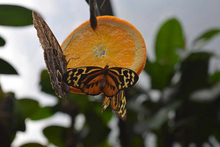 butterfly, orange, insect, animal, nature, butterfly - Insect, leaf