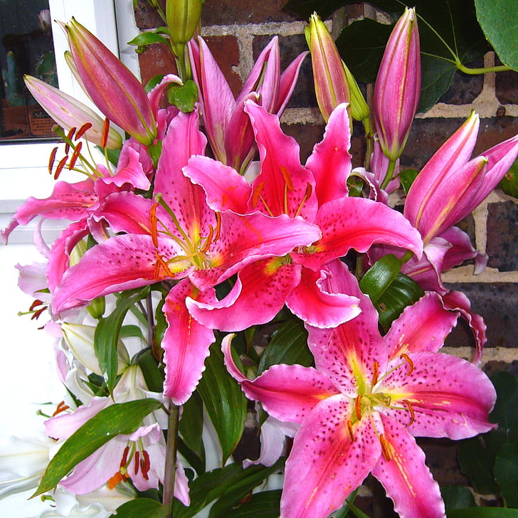 κρίνο Stargazer, ροζ lilles, λίλιουμ οριεντάλ, λουλούδια, λουλούδι, floral