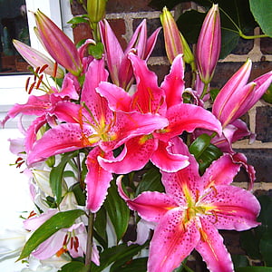 Stargazer lily, roze lilles, Oosterse lelies, bloemen, bloem, Floral