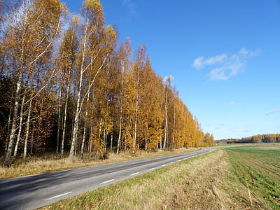 otoño, colores, árbol, cielo, nube, carretera, naturaleza