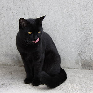 кішка, тварини, чорний, домашньої кішки, домашні тварини, котячих, Ссавці