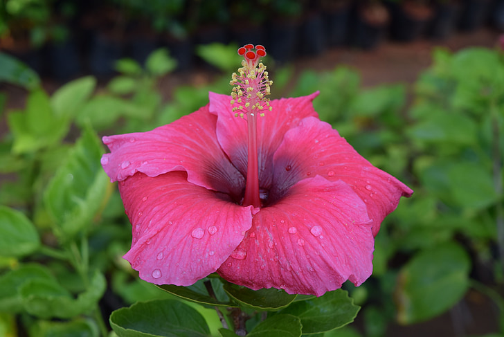 Hibiscus rosa-sinensis, fleur, rose foncé, nature, plante, pétale, capitule