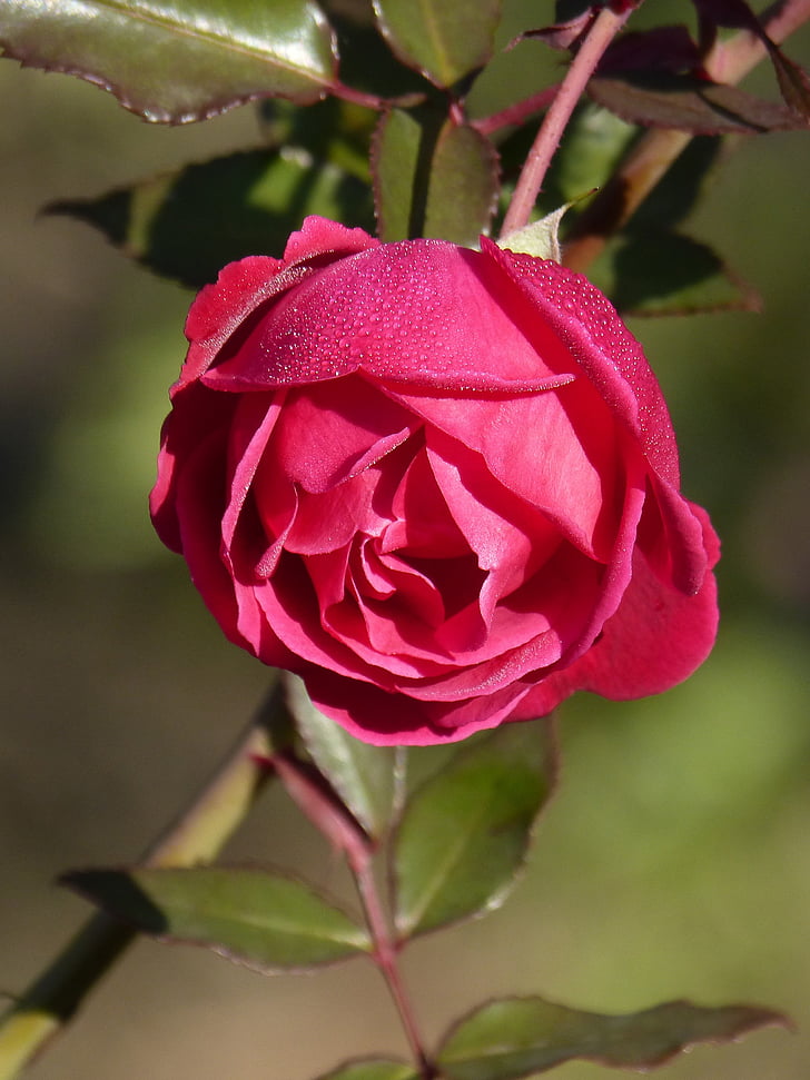 Rosa, Rocio, fraîcheur de fleur