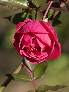 rosa, rocio, flower freshness