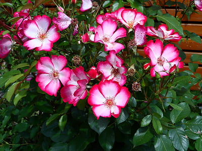 Rožė, Rožių krūmas gana bučinys, dviejų spalvų, raudona, balta, rožių šiltnamio efektą sukeliančių, gėlė