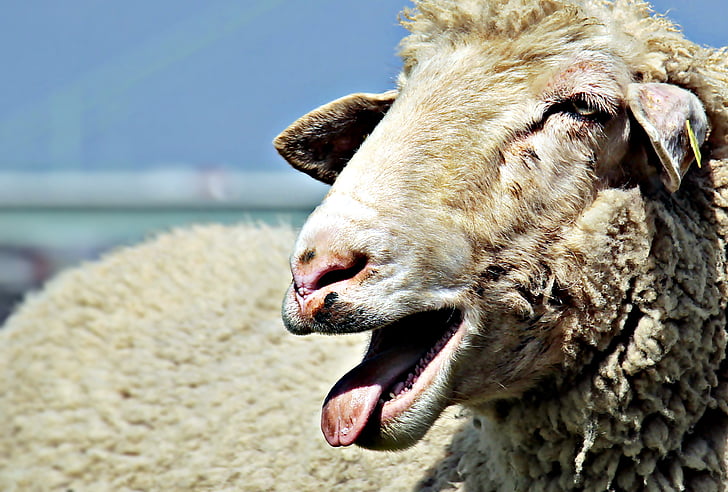 moutons, bétail, animal, laine, pâturage, nature, Agriculture