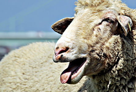 ovelhas, pecuária, animal, lã, pasto, natureza, agricultura