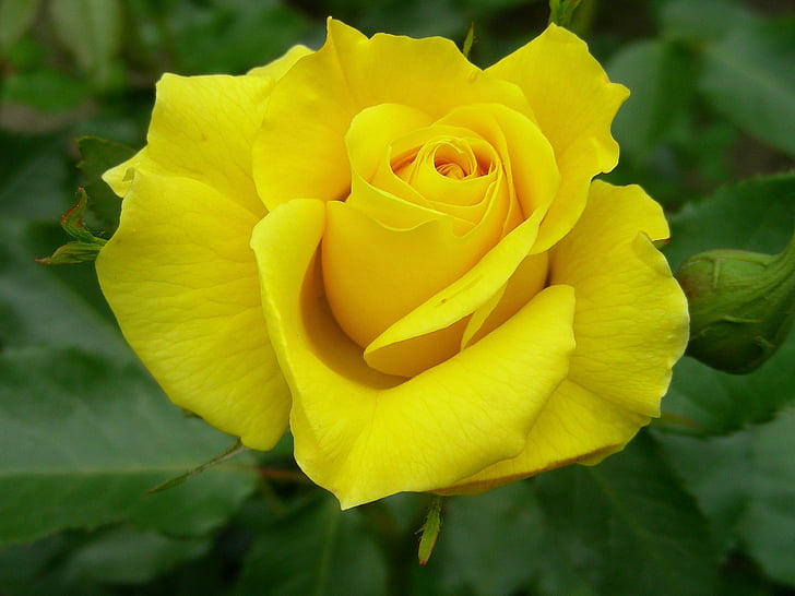 τριαντάφυλλο, Κίτρινο, Κλείστε, αυξήθηκε ανθίζουν, κίτρινα τριαντάφυλλα, λουλούδια, φύση