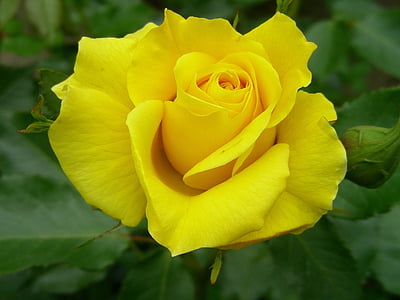 Rožė, geltona, uždaryti, rožės žydi, Geltonos rožės, gėlės, Gamta