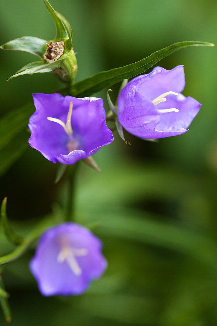 campana, Bellflower, floración, flor, azul, Campanula, flora