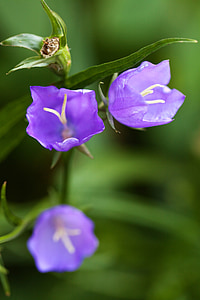 Bell, Bredbladet Klokke, Bloom, Blossom, blå, Campanula, flora