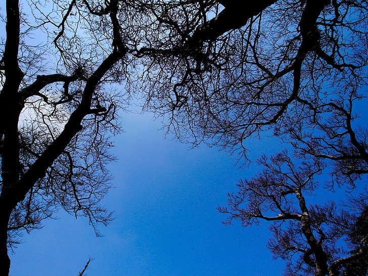 небе, синьо, дървен материал, дърво, природата, гора, клон