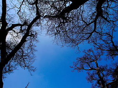 cielo, blu, legno, albero, natura, foresta, ramo