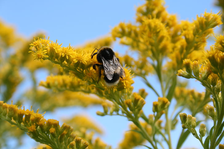 albine, insectă, insecte zburatoare, polen, insecte, galben
