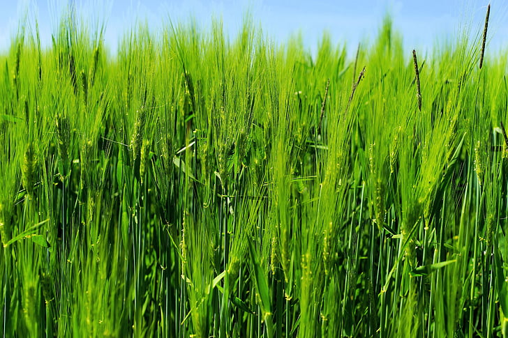barley, barley field, agriculture, cereals, grain, ear, nourishing barley