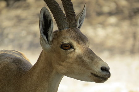 Israël, EDI, Steenbok, Israël wilde dieren, natuur, dier, dieren in het wild