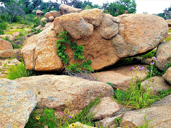 pink granite, enchanted rock texas, wild flowers, vines, nature, rock - Object, outdoors