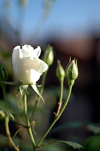 putih es, Mawar kuncup, musim semi, Taman, alam, bunga, tanaman