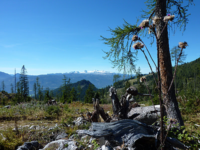 Mountain platoo, Austria, kitzbuehel, päevinäinud, Logi, vana puu, morsch