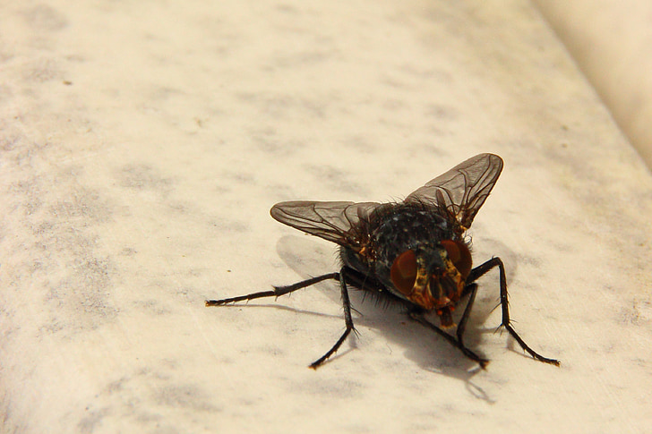 fly, housefly, insect, close, animal, macro, wing