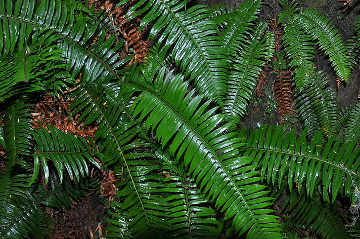 kapradiny, deštný prales, Flora