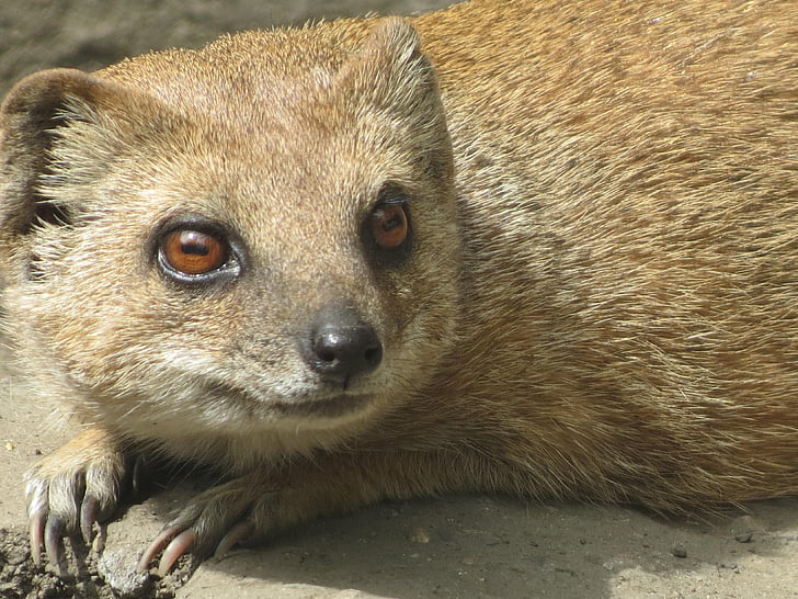 Meerkat, zoo de Děčín, drăguţ, frumos, natura, mamifer, cap