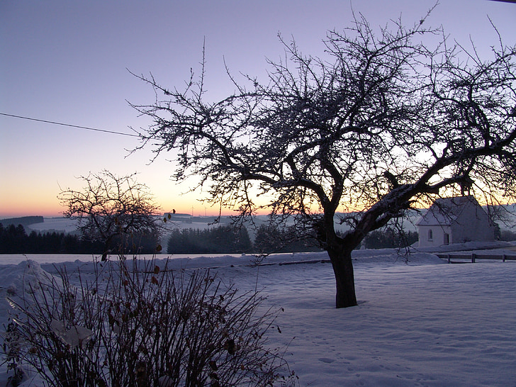nature, winter, tree