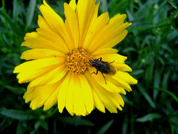 flower, daisy, yellow, bright, fly, large, feeding